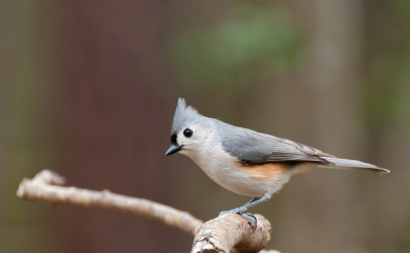 Tufted Titmouse