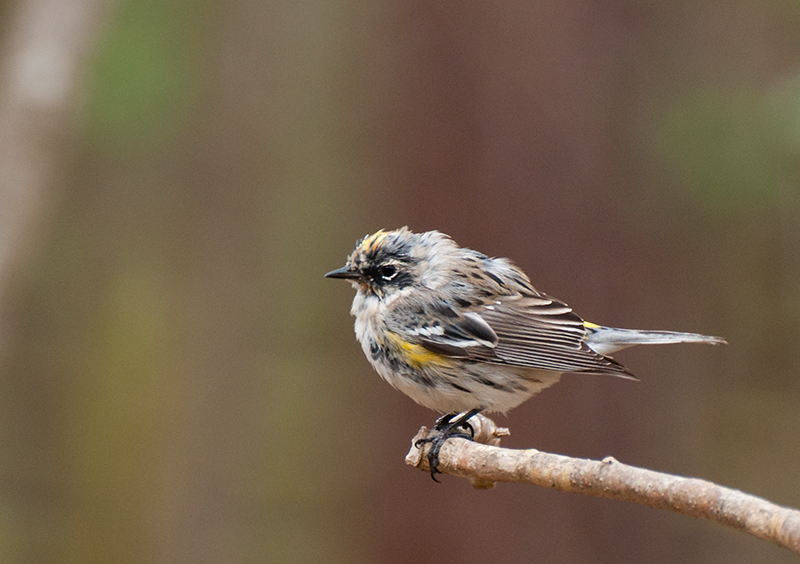 Yellow-rumped Warbler