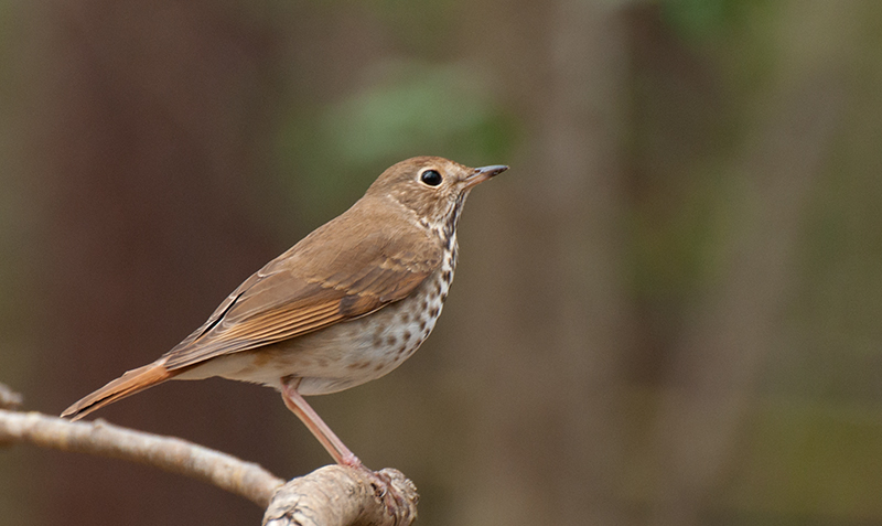 Hermit Thrush