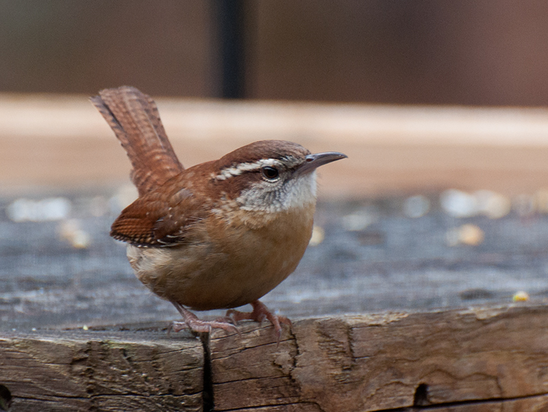 Carolina Wren