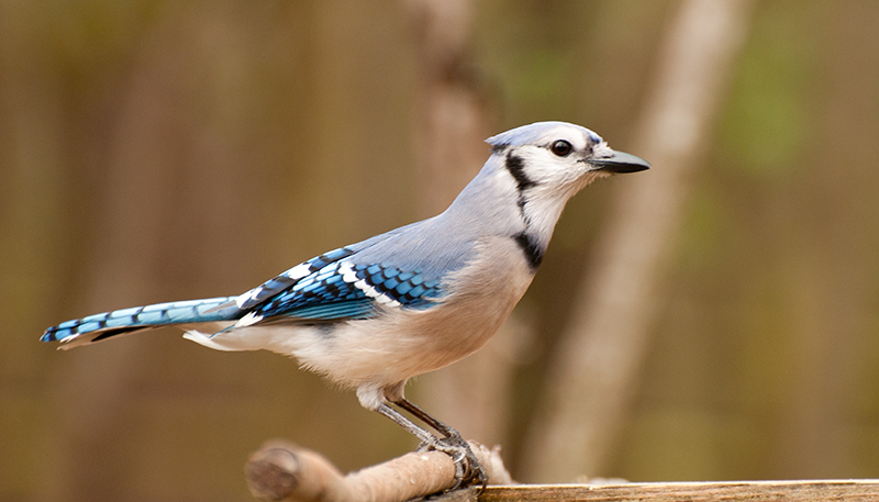 BlueJay