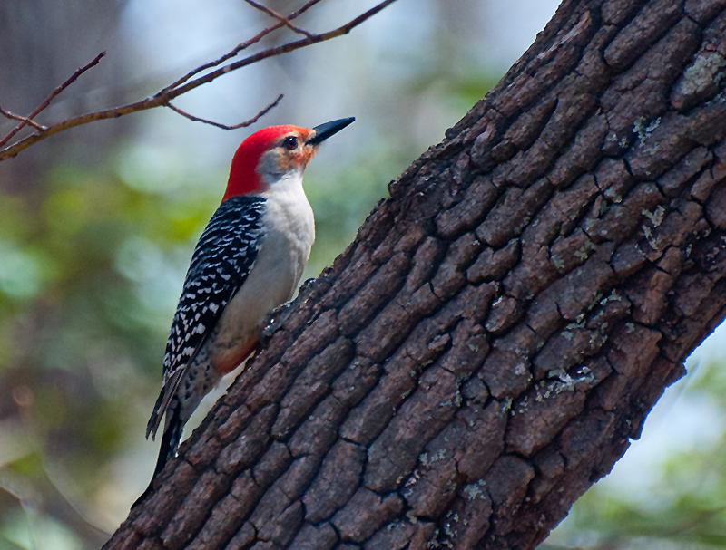 Red-Bellied Woodpecker (Male)