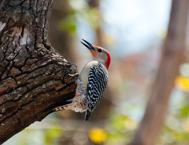 Red-Bellied Woodpecker (Fem