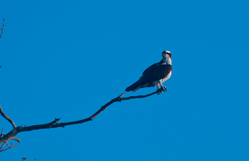 Osprey