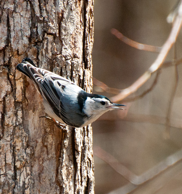 Nuthatch