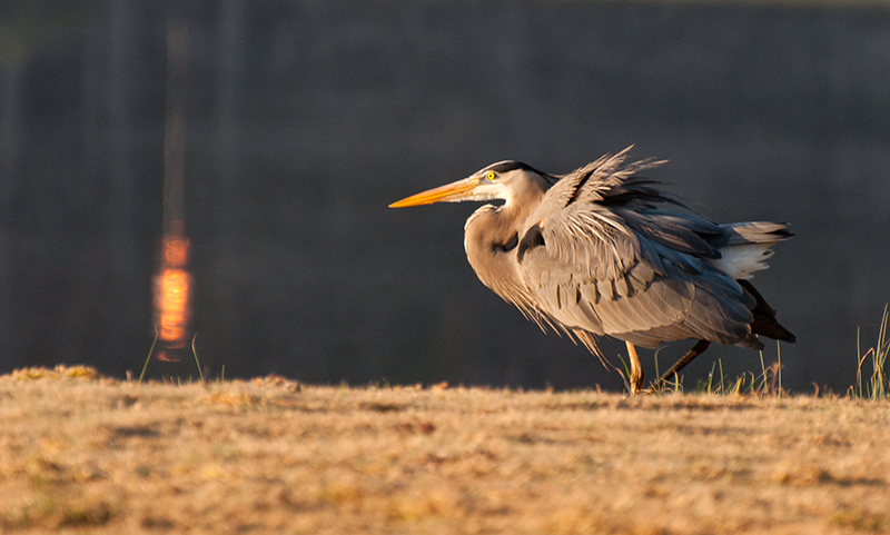 Great Blue Heron