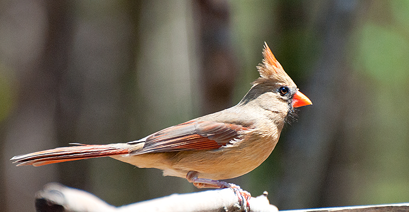 Cardinal-(Female)