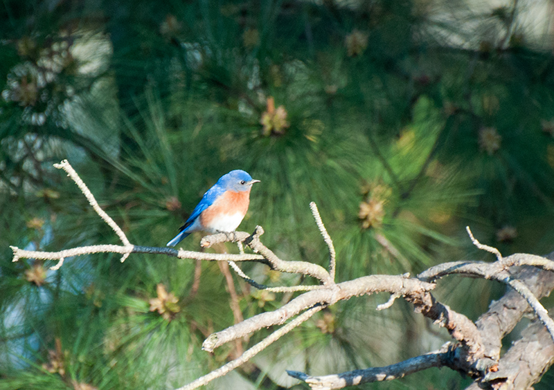 Blue Bird