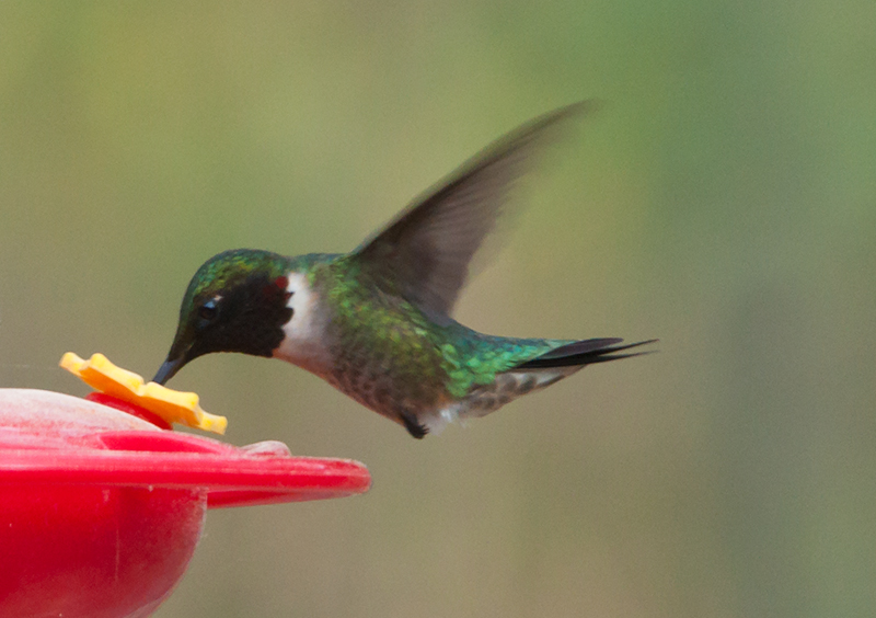 Ruby-Throated Hummingbird