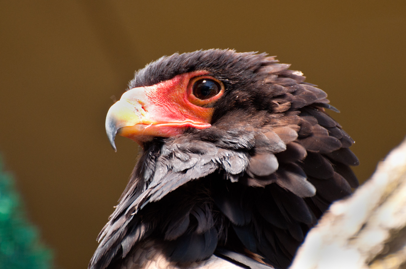 Bateleur Eagle - Africa