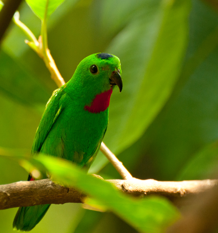 Blue Crowned Hanging Parrot - Asia