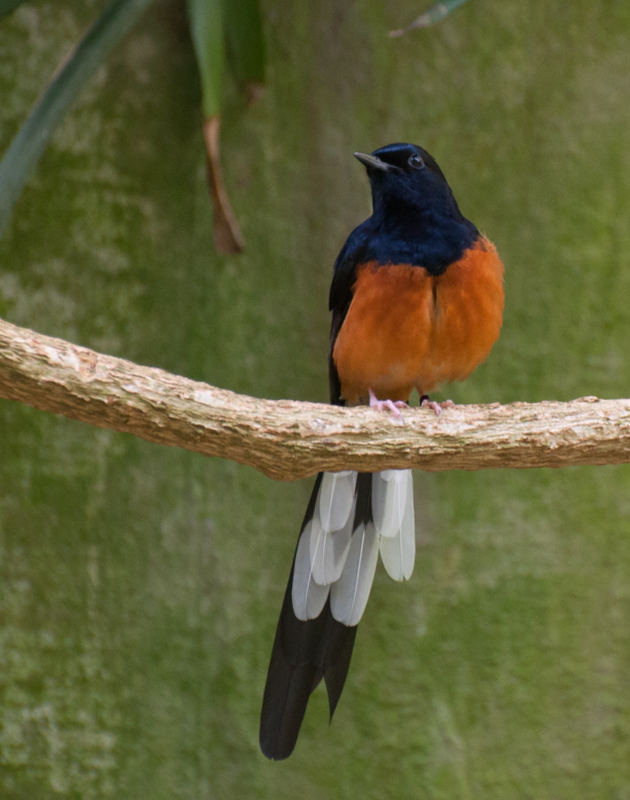Sharna-Thrush---Asia