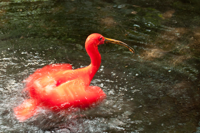 Scarlet Ibis - South America