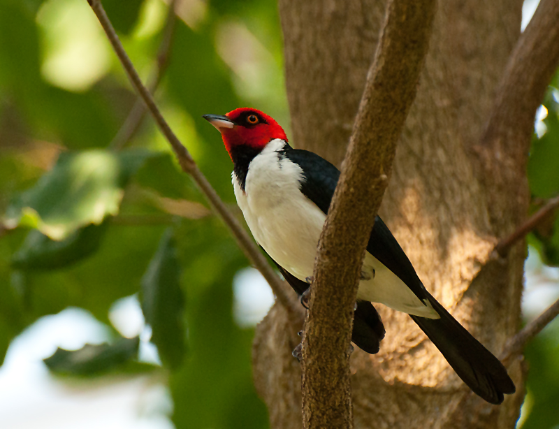 Red Capped Cardinal - South America