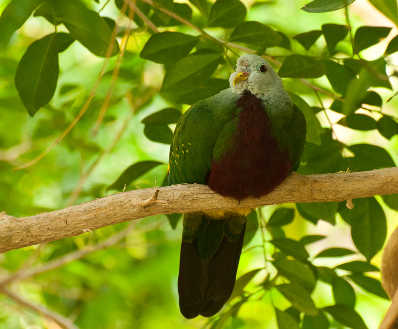 Wompoo-Pigeon---Austrialia