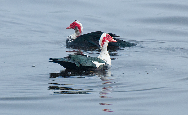 Muscovy-Ducks
