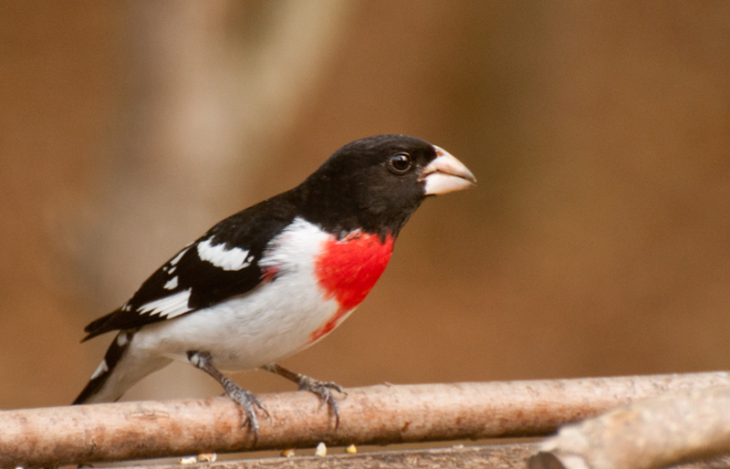 Rose-Breasted-Grosbeak