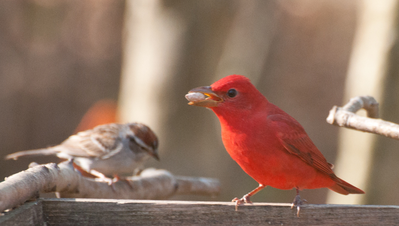 Summer Tanager