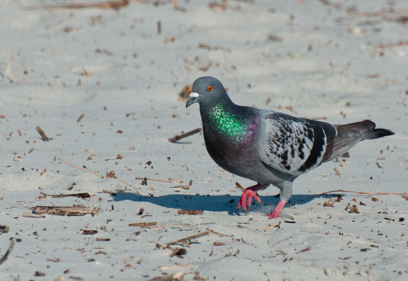 Rock-Pigeon