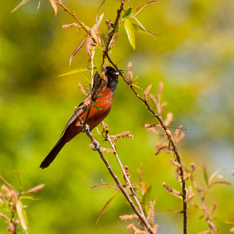 Orchard-Oriole