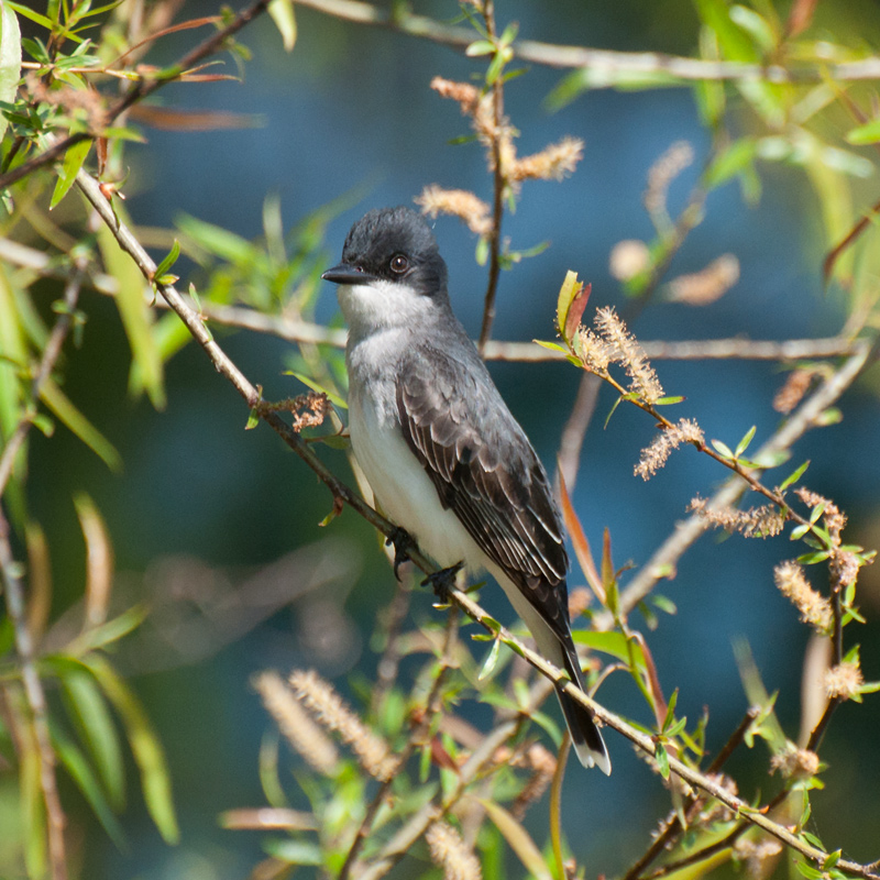 Eastern-Wood-Pewee---Male