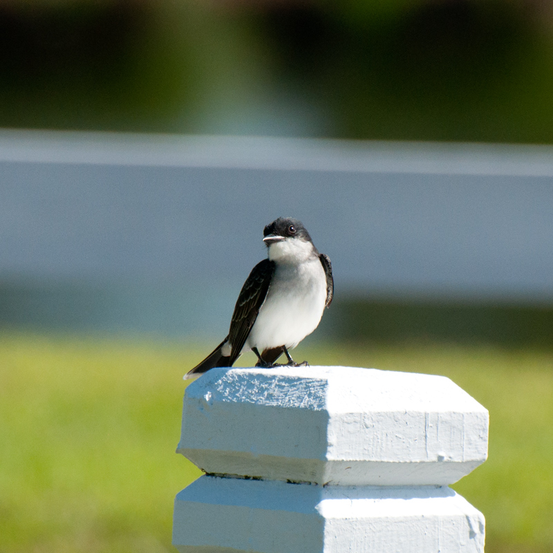 Eastern-Wood-Pewee---Female