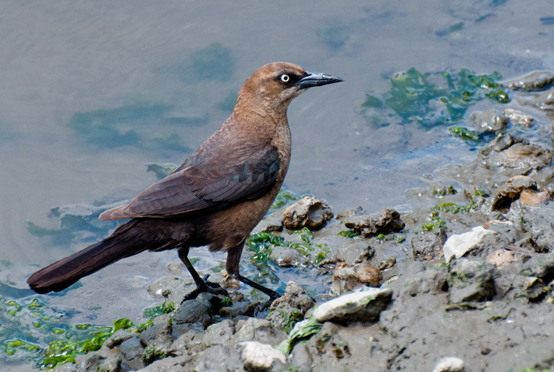 Boat Tailed Grackle - Female