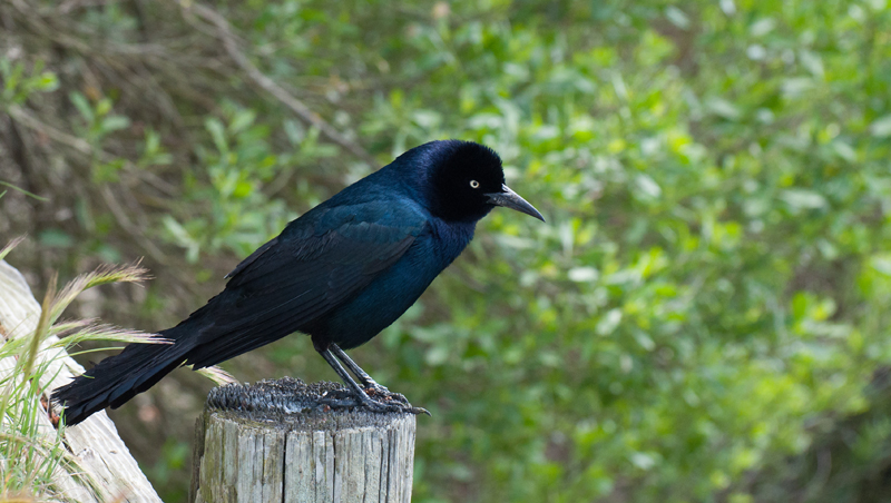 Boat Tailed Grackle - Male