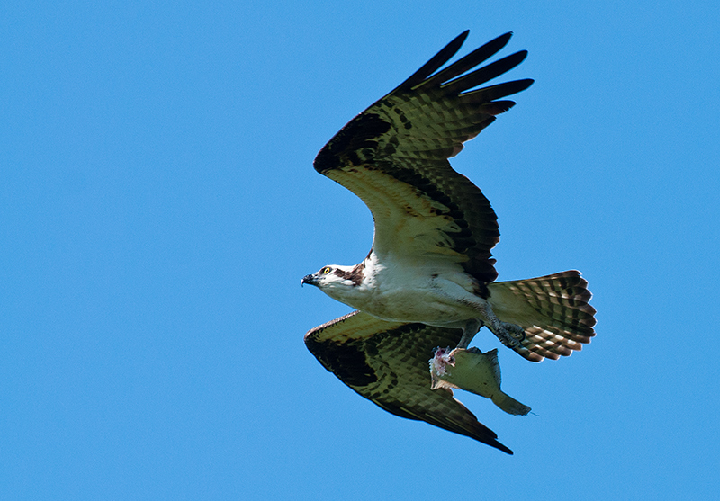 Osprey-Flying