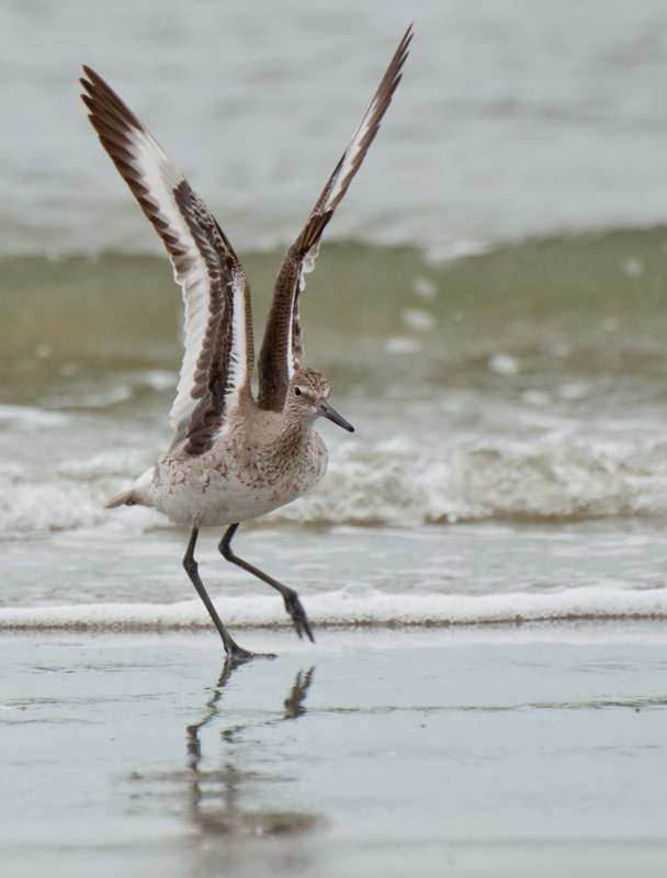 Sandpiper