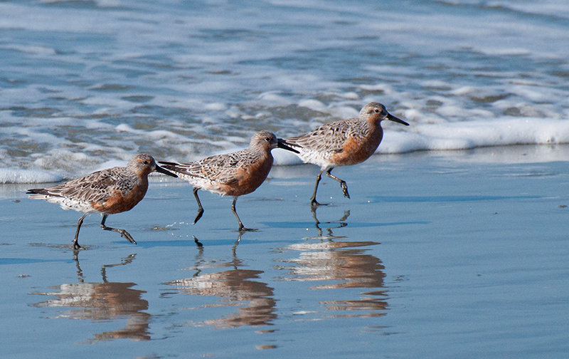 Red-Knots