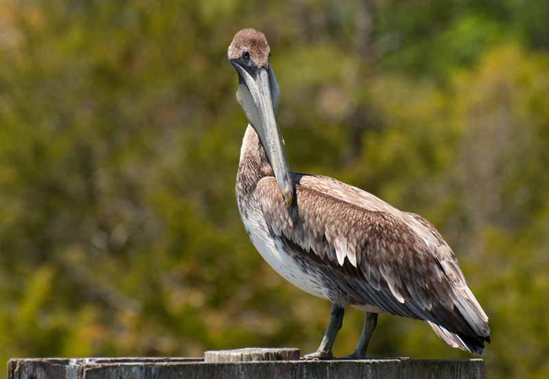 Brown Pelican - Immature