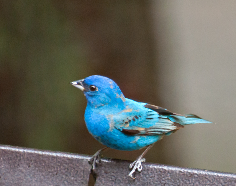 Indigo-Bunting