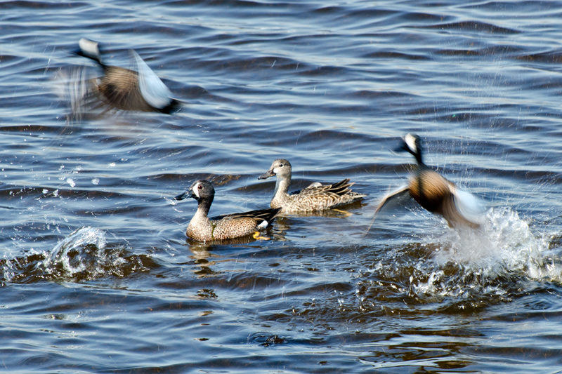 Blue-wingedTeal