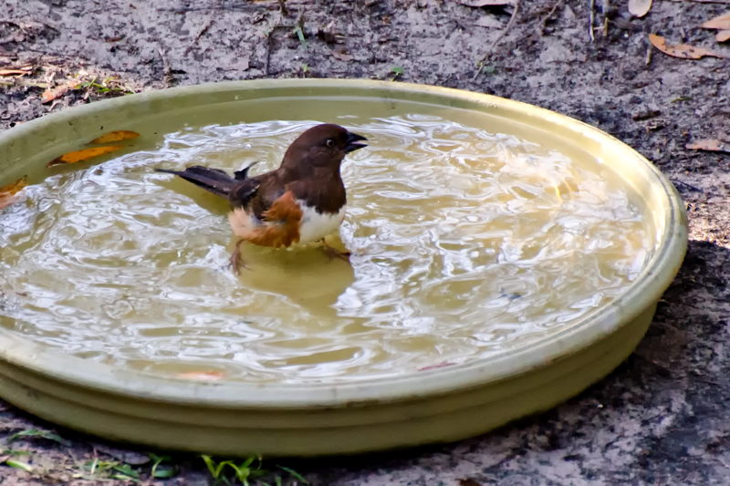 EasternTowhee