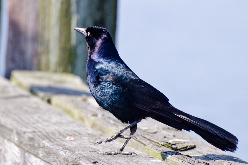 Grackle---Male