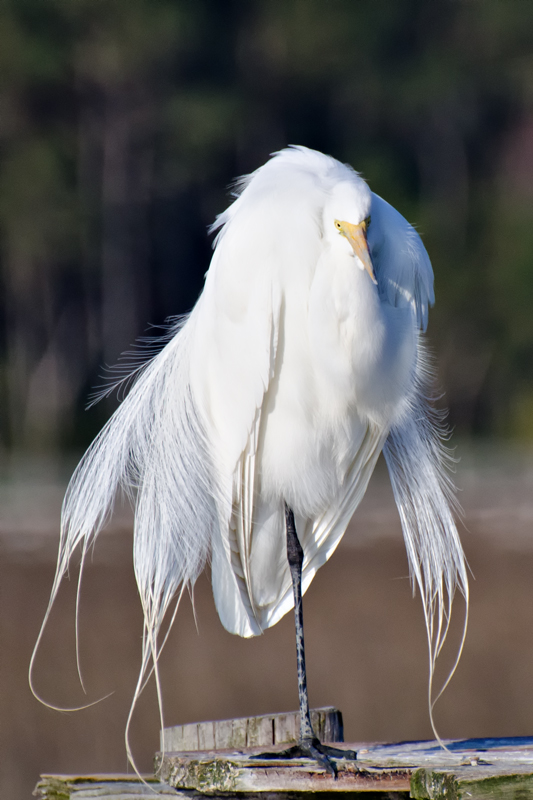 GreatEgret