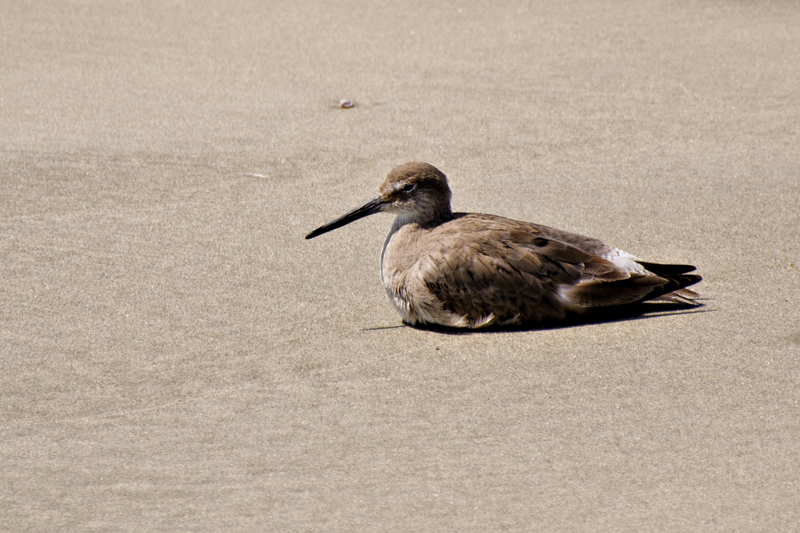 Sandpiper2