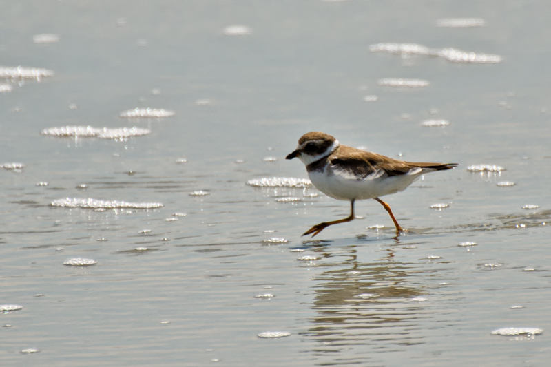 SemipalmatedPlover