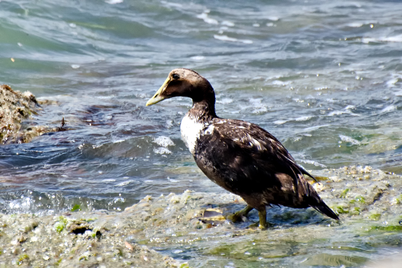 UnknownDuck