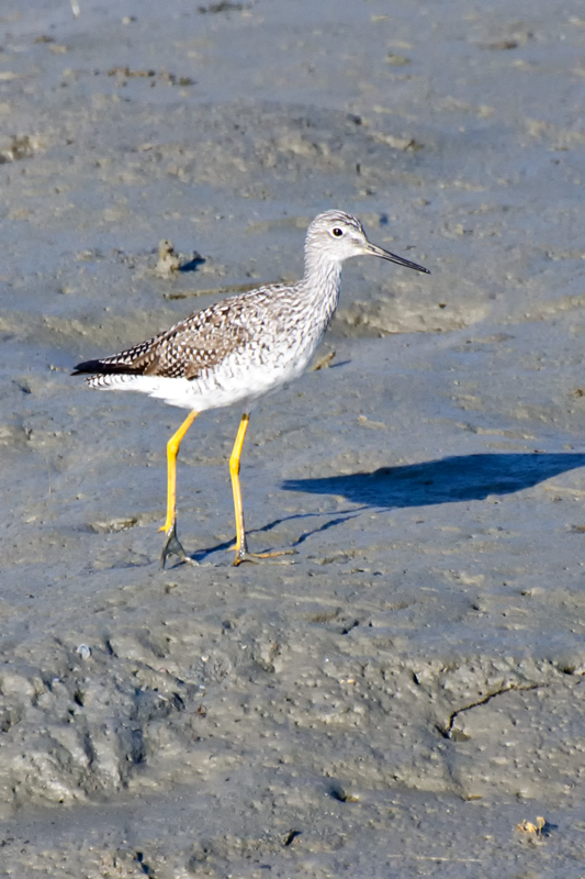 Yellowlegs