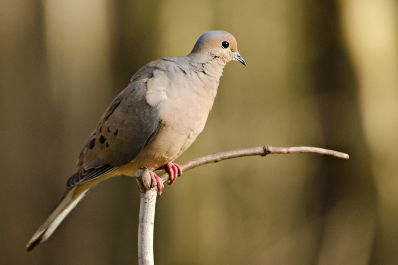 MourningDove