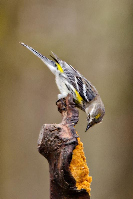 Yellow-RumpedWarbler