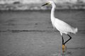 Sea bird_mult.JPG