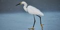 sea bird.JPG