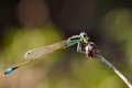 Dragon Fly2.jpg
