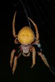 Spider1.jpg