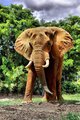 Elephant.jpg