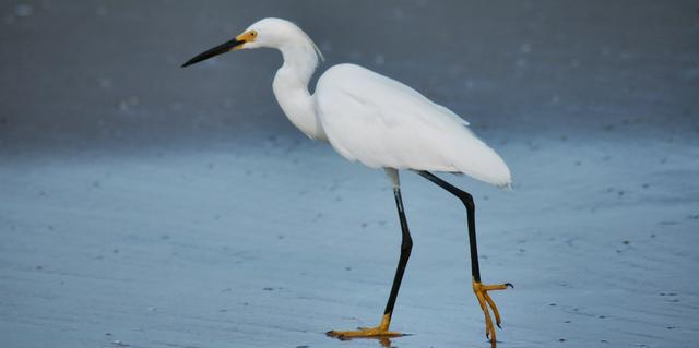 sea bird.JPG