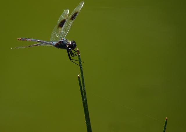 Dragon Fly.JPG